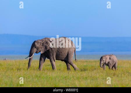 L'elefante africano (Loxodonta africana), adulti con i giovani a piedi nella savana Masai Mara riserva nazionale, Kenya Foto Stock