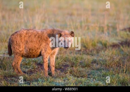 Spotted hyena (Crocuta crocuta) in piedi in erba, Masai Mara riserva nazionale, Kenya Foto Stock