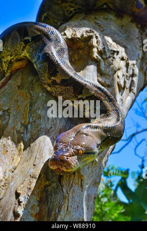 Pitone reticolato (Malayopython reticulatus), su un albero, a Sumatra Foto Stock