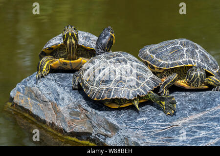 Tre a becco giallo cursori (Trachemys scripta scripta) prendere il sole sulla roccia in uno stagno, terra e acqua turtle nativo del sud-est degli Stati Uniti Foto Stock