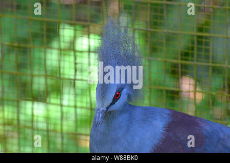 Victoria incoronato piccione (Goura victoria) Foto Stock