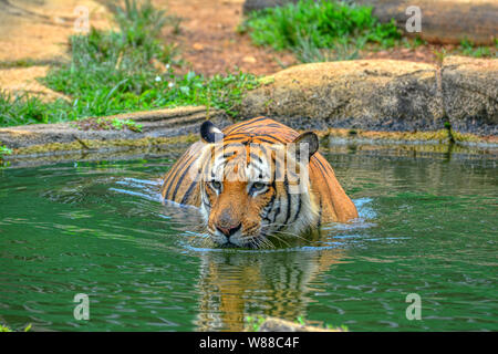 Una tigre di nuoto in acqua Foto Stock