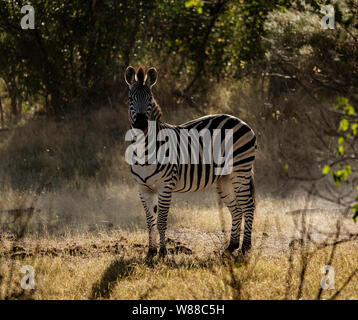 Una zebra pause da mangiare a guardare il fotografo in Botswana Foto Stock