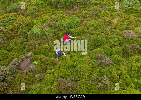 Madre con figlia che raccoglie i mirtilli selvatici al panoramico Upland in Shropshire Foto Stock