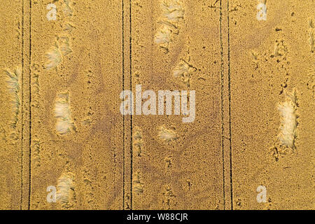 Top down drone vista su mature golden oat Acquisizione campo ricca texture e modelli. Foto Stock