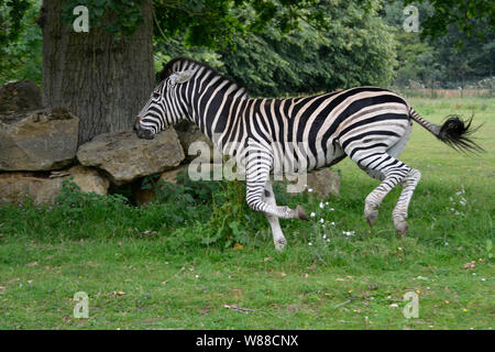 Zebra in esecuzione a Cotswold Wildlife Park, burford, Oxfordshire, Inghilterra, Regno Unito. Parte del Cotswolds. Foto Stock