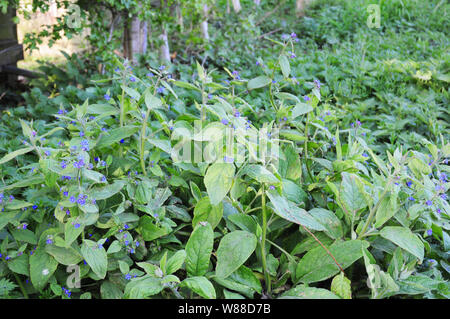 Verde, alkanet Pentaglottis sempervirens, crescendo a lato di un vicolo del paese. Foto Stock