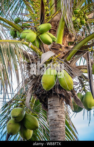 Palma da cocco caricato con noci di cocco in Palm Beach, Florida. (USA) Foto Stock