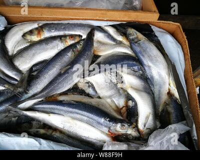 Scatola con pesce congelato nel ghiaccio sul mercato Foto Stock