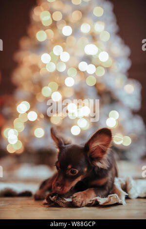Praga ratter giacente a terra, tramite l'albero di Natale Foto Stock