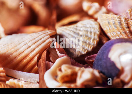 All'interno del mare in estate sulla spiaggia del Mare del Sud. Pezzi di conchiglie e pietre laminati di close-up. Il mare sul quale abbiamo resto infatti Foto Stock