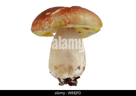 Grandi porcini naturali su sfondo bianco, isolano Foto Stock