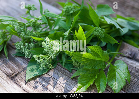 Gewöhnlicher Giersch, Giersch, Gierschernte, Kräuterernte, Geißfuß, Aegopodium podagraria, massa sambuco, herb gerard, vescovo di erbaccia, goutweed, gotta wo Foto Stock