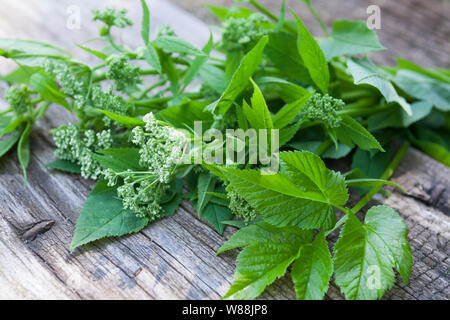 Gewöhnlicher Giersch, Giersch, Gierschernte, Kräuterernte, Geißfuß, Aegopodium podagraria, massa sambuco, herb gerard, vescovo di erbaccia, goutweed, gotta wo Foto Stock