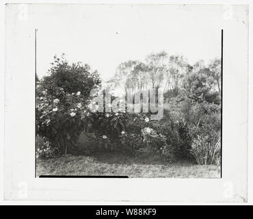 Glen Oaks, James Hobart Moore house, East Valley Road, Montecito, California. Eucalipto Foto Stock