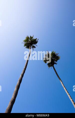 Alberi di Palma contro il cielo blu Foto Stock