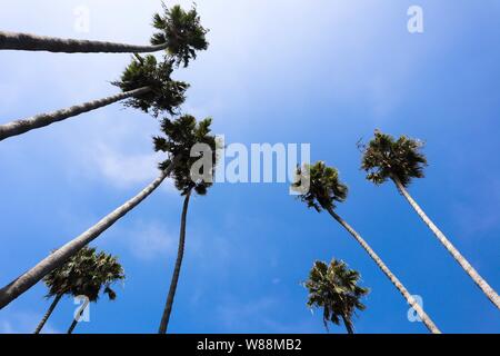 Alberi di Palma contro il cielo blu Foto Stock