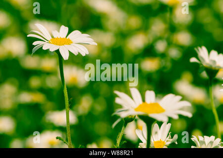 Daisy bianca prato immagine di sfondo Foto Stock