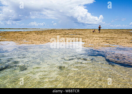Coral reef in Taipu de Fora Beach, alla penisola di Marau. Marau, Bahia, Brasile. Foto Stock