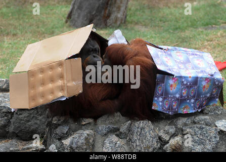 Animali win regalo di Natale e la festa al giardino zoologico della città di Rio de Janeiro, Brasile Foto Stock