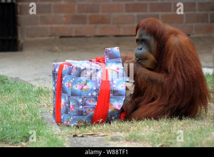 Animali win regalo di Natale e la festa al giardino zoologico della città di Rio de Janeiro, Brasile Foto Stock