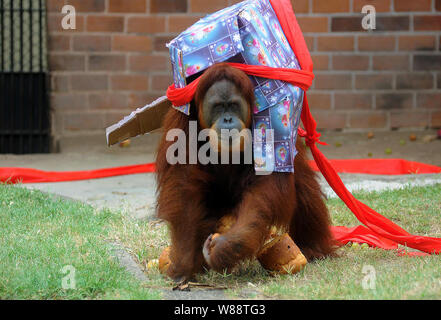 Animali win regalo di Natale e la festa al giardino zoologico della città di Rio de Janeiro, Brasile Foto Stock