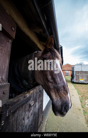 Un ampio angolo ritratto di un cavallo marrone in Suffolk stabile situato in un agriturismo Foto Stock