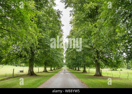 Lime viale alberato a Avington Park, un country estate in Hampshire, Regno Unito Foto Stock