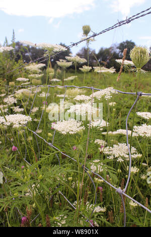 Wild Queen Anne's pizzi in crescita in campo Foto Stock