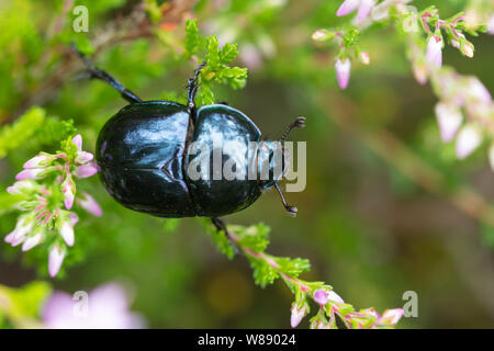 Heath dumble dor beetle (Trypocopris pyrenaeus) su heather in Surrey brughiera, UK, durante la stagione estiva Foto Stock
