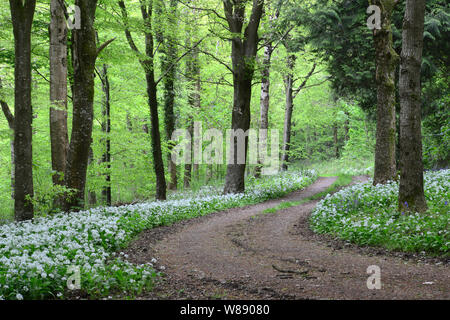 Ramsons in fiore in legno Delcombe, Dorset, Regno Unito Foto Stock