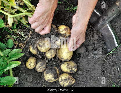 Il giardiniere le mani picking freschi Patate organico nel settore, vista da sopra Foto Stock