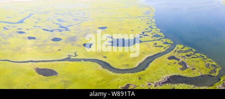 Un sano salt marsh cresce in piacevole sulla baia di Cape Cod, Massachusetts. Questo tipo di habitat marino serve come un vivaio di pesci e invertebrati. Foto Stock