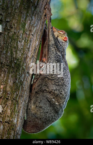 Sunda battenti lemur - Galeopterus variegatus o Sunda colugo o: la malese lemuri volanti o colugo: la malese, trovato in tutto il sud-est asiatico in Indonesia, T Foto Stock