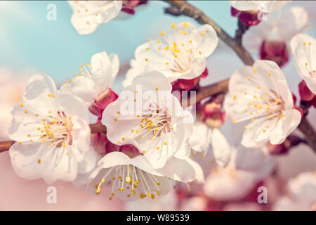 Fioritura di albero di albicocche in primavera Foto Stock
