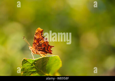 Virgola butterfly con il distintivo bianco tipo di punteggiatura contrassegno sul lato inferiore del hindwing. Si è seduto su una foglia, guardando orgogliosa con una verde Foto Stock