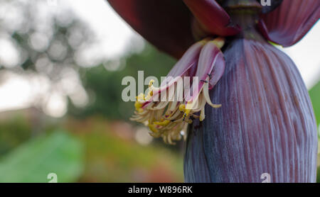 Fiori di banana che è anche noto come cuore della banana o banana flower. Close up. Foto Stock