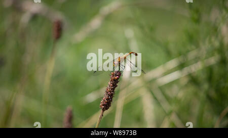 Libellula su una lama di erba Foto Stock