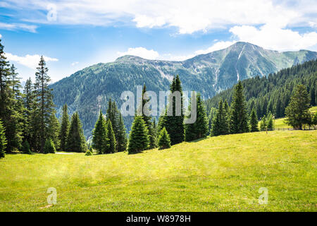 Pascoli alpini e abeti in Austria, Alpi Foto Stock