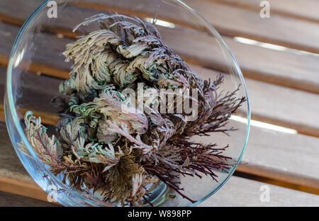 Rosa di Gerico (Anastatica hierochuntica) pianta in vaso di vetro. Esso  comincia ad aprirsi Foto stock - Alamy