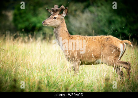 Red Deer pascolo di primo piano in una zona boschiva nel Dorset Regno Unito appena entrata in velluto Foto Stock