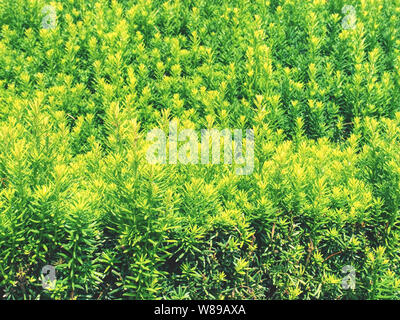 Siepe di pianta sempreverde con proprietà funzione di separazione. Popolari siepe lussureggianti di pianta sempreverde con funzione di separazione Foto Stock