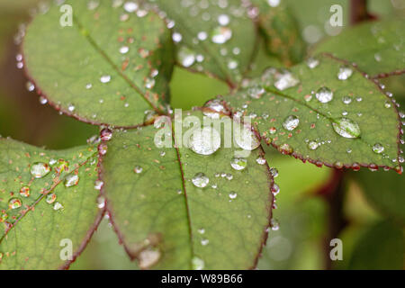 Gocce di acqua sulle foglie. Dopo la pioggia. Pioggia d' estate. Sfondo con un motivo d'acqua. Foto Stock