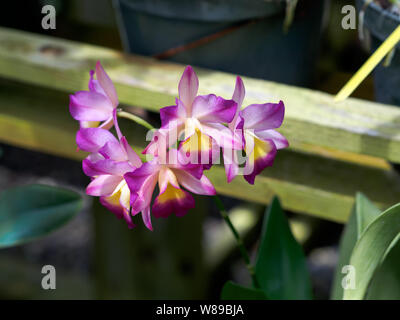Orchid, Lc. Renate 'S&W' HCC/AOS. Samuel Jones Serra delle Orchidee, South Texas Botanical Gardens & Centro Natura nel Corpus Christi, Texas USA. Foto Stock
