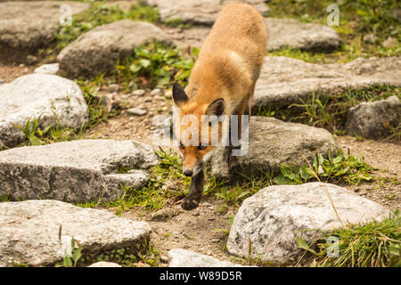 Giovane volpe. animale selvatico foto Foto Stock