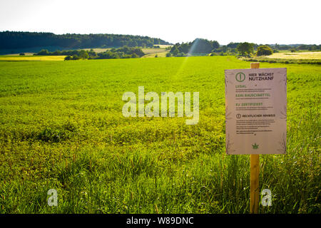 Un campo di canapa in Hesse, m Germania Foto Stock