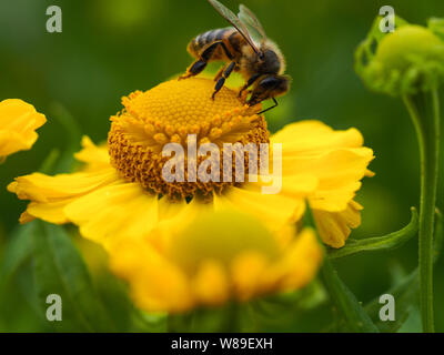 Il miele delle api alimentazione su un giallo Helenium (sneezeweed) fiore Foto Stock