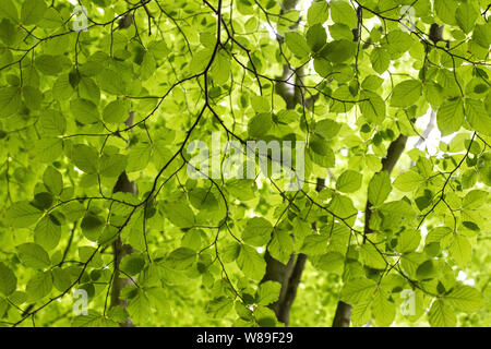 Alberi di faggio (Fagus sylvatica) crescente in un parco, Norfolk, Inghilterra, Regno Unito Foto Stock