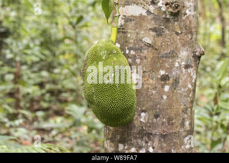 Jackfruit (Artocarpus heterophyllus) frutta, Nosy Be, Madagascar 11 Novembre 2018 Foto Stock