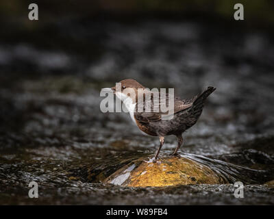 Bilanciere su roccia nel flusso Foto Stock